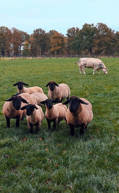 Scenes from a typical cycle route in the Netherlands ©tripsite