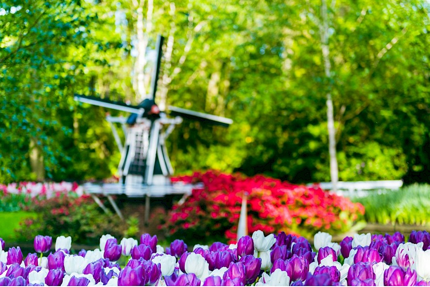 A Dutch windmill and tulips on a tulip tour of the Netherlands. Unsplash@Anastasiia Chepins