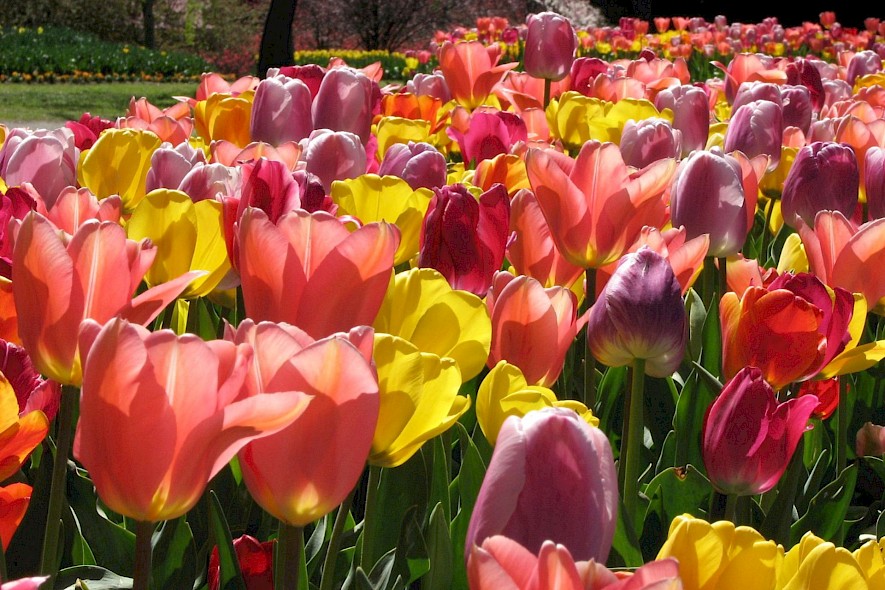 Blossoming colored tulips on a Netherlands tulip tour. Flickr@Steve Bittinger