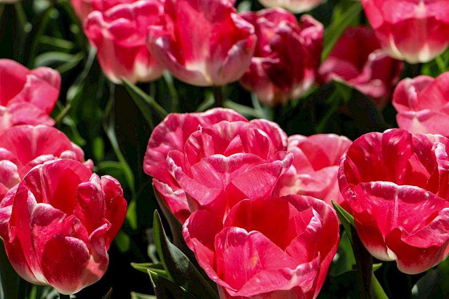 Blossoming pink tulips on a tulip tour of Holland. Unsplash@Asli Yaren Peker