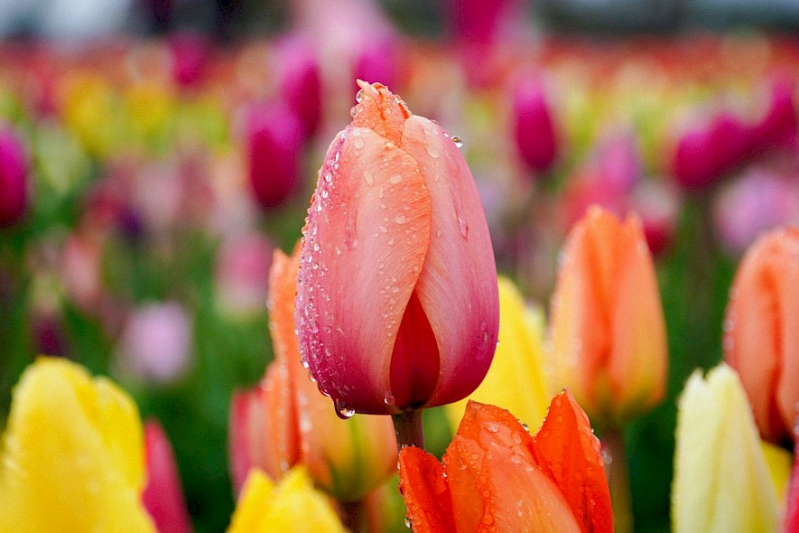 Dew on a pink tulip on a Holland tulip tour. Unsplash@Anatol Rurac
