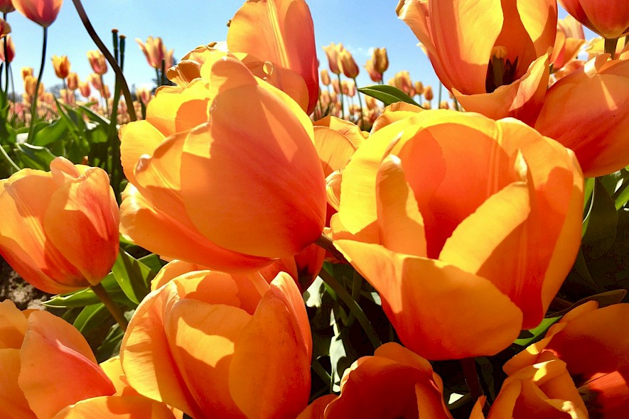 Flowering yellow tulips on a tulip trip of Holland. Unsplash@Jamie Tudor