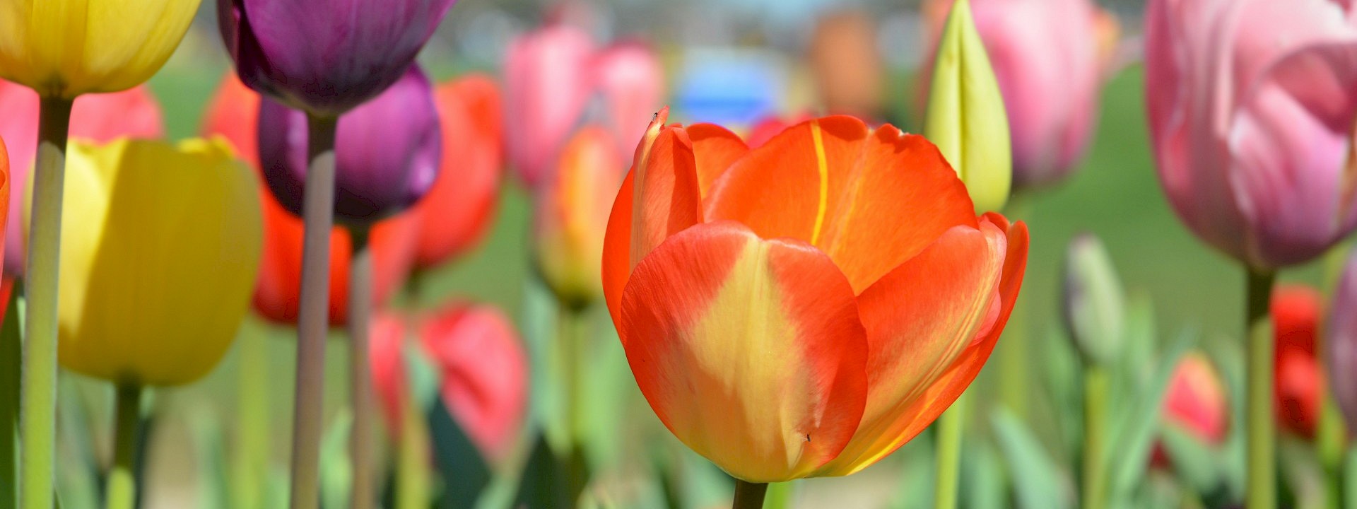 Multi-colored tulips under blue skies on a tulip tour of the Netherlands. Unsplash@Amit Godase