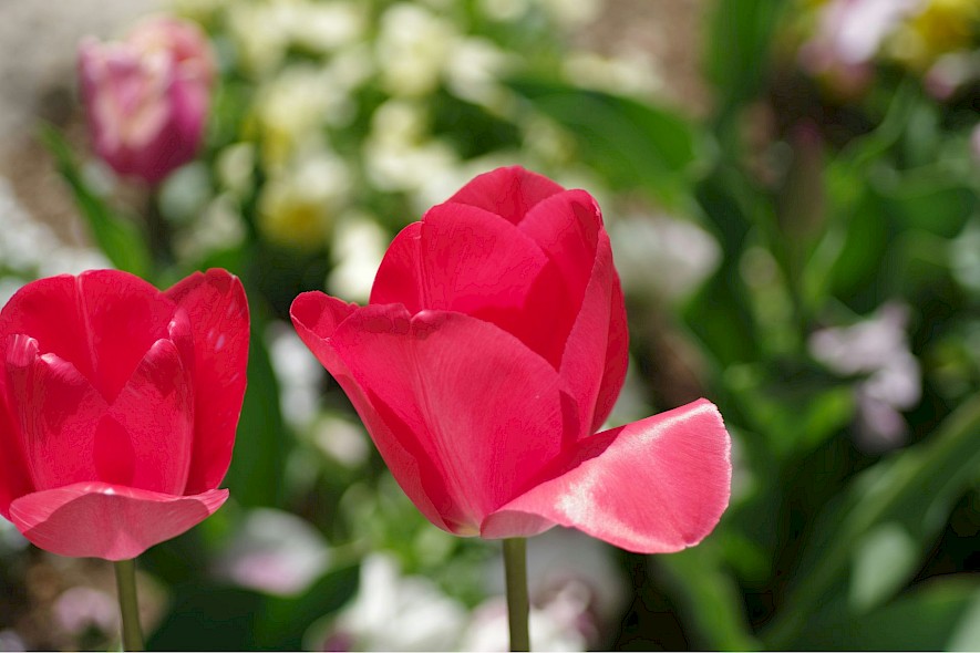 Pink tulips on a Netherlands tulip tour. Unsplash@Naoki Suzuki