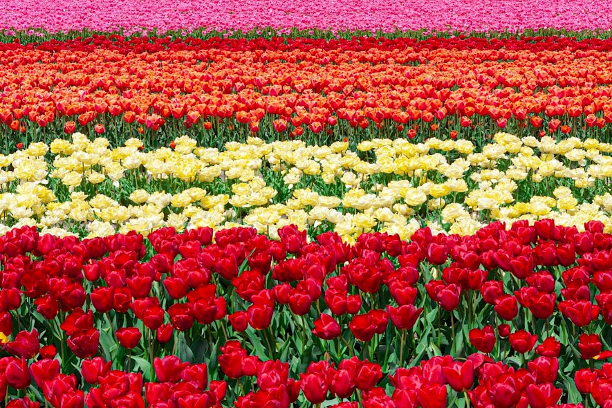 Rows of different colored tulips on a tulip tour in the Netherlands. Unsplash@Jeroen Van Dijk