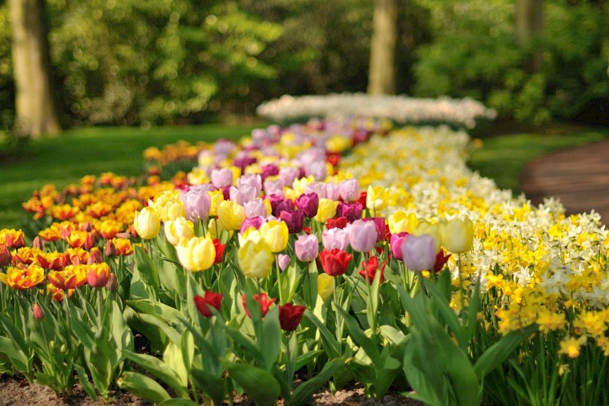 Three rows of tulips on a Dutch tulip trip. Flickr@Gnuckx