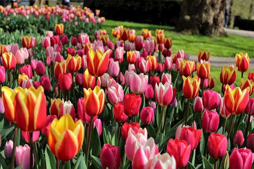 Tulips flowering near trees on a Dutch tulip tour. Unsplash@Stefan K