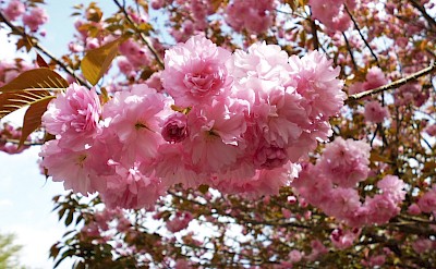 Cherry Blossoms in Full Bloom. toSR