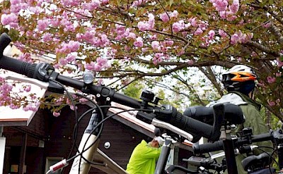 Cycling through Japan's abundant cherry blossoms. toSR