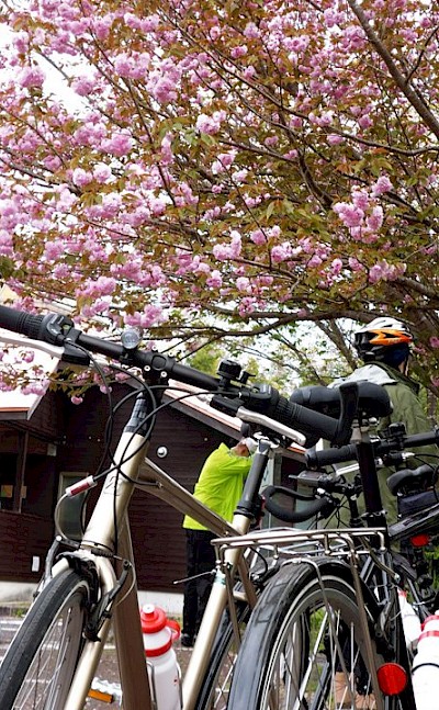 Cycling through Japan's abundant cherry blossoms. toSR