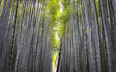 Arashiyama Bamboo Grove, Kyoto. Pexels@Emrekgzmnl