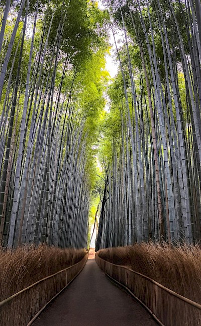 Arashiyama Bamboo Grove, Kyoto. Pexels@Emrekgzmnl