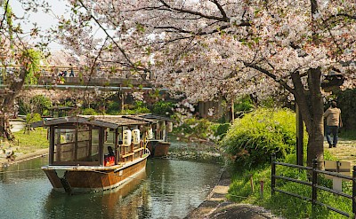 A canal ride under blooming cherry blossoms. Pexels@Ryutaro