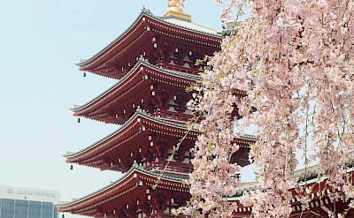 Cherry blossom in Kyoto, Japan. Unsplash@Yu Kato