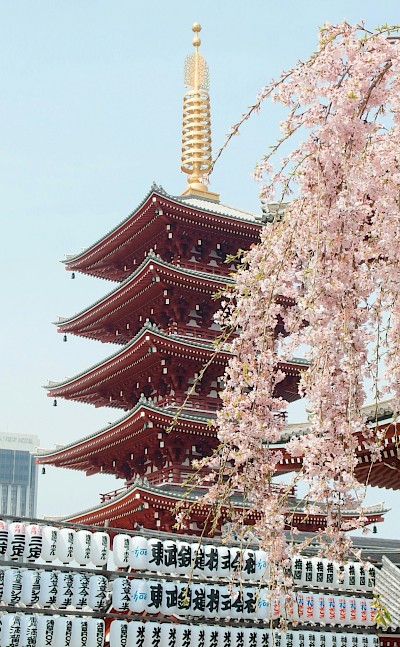 Cherry blossom in Kyoto, Japan. Unsplash@Yu Kato