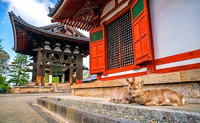 Traditional bright red temple with deer nearby.  toSR