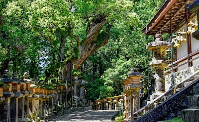 Stone lanterns, Nara, Japan. Unsplash@Alex