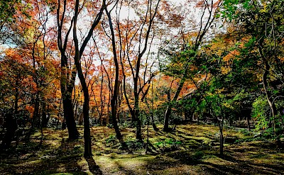 A forested garden area near Kyoto. Pexels@Liger Pham