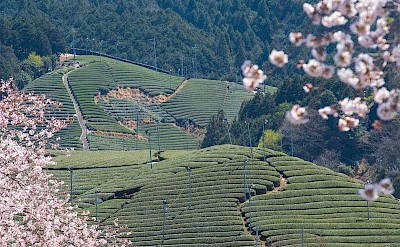 Rolling green tea plantations in the hills. to-SR