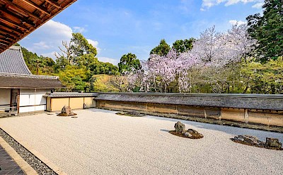A rock and sand garden surrounded by blooming cherry trees.  toSR
