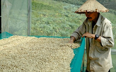 Drying Coffee Beans. 1500mcoffee@pexels