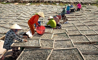 Drying Fish in Phu Yen. QuangNguyenVinh@pexels