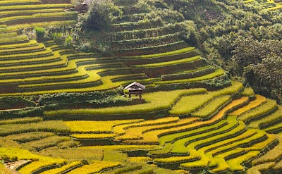 Terraced Rice Fields. QuangNguyenVinh@pexels