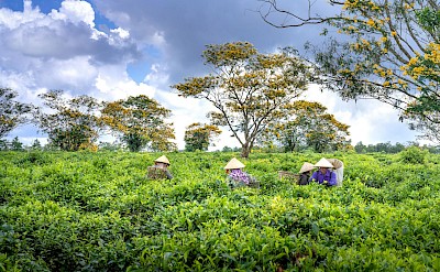 Tea Harvest in Bảo Lộc. QuangNguyenVinh@pexels