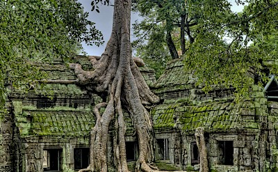 Massive stone ruins wrapped in giant tree roots. Pexels@Souvenirpixels