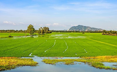 Vast rice paddies near Chau Doc. pexels@VanLongBui