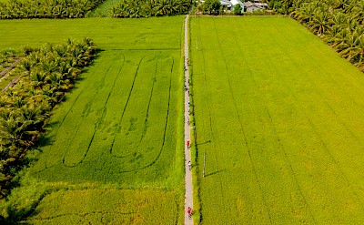 Cycling trail dividing wide rice paddies. to MBS