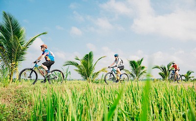 Cycling rice paddies. toMBS