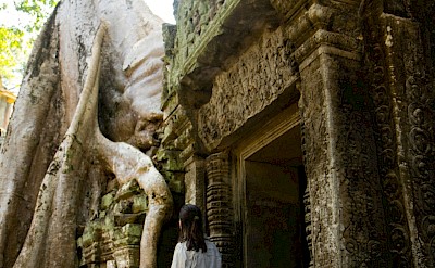 Looking up a tree in Angkor Wat, Cambodia bike tour. Unsplash@Patrick Carr
