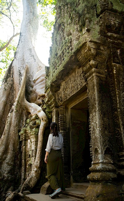 Looking up a tree in Angkor Wat, Cambodia bike tour. Unsplash@Patrick Carr