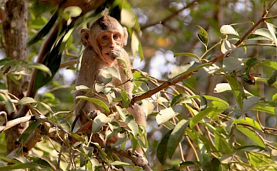 Monkey in a tree, Angkor Wat, Cambodia bike tour. Unsplash@Freysteinn G Jonsson