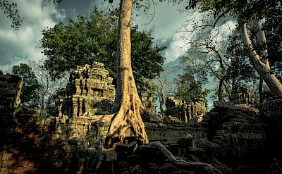 Tree growing out of a temple, Angkor Wat, Cambodia bike tour. Unsplash@Marc St