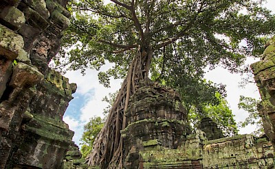 Tree growing through a temple at Angkor Wat, Cambodia bike tour. Unsplash@Alix Guerin