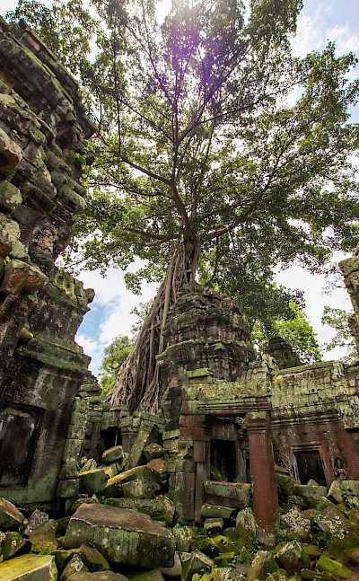 Tree growing through a temple at Angkor Wat, Cambodia bike tour. Unsplash@Alix Guerin