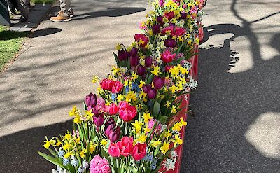 So many beautiful flowers at Keukenhof
