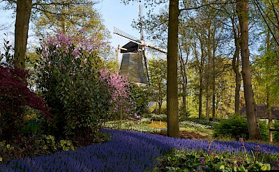 A classic Dutch windmill surrounded by spring flowers in Keukenhof Gardens. Flickr@Naval S