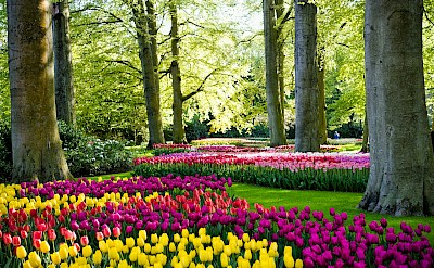 Colorful flower beds winding through Keukenhof Gardens. Unsplash@Maksim Shutov