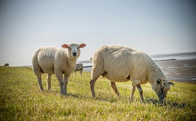 Texel sheep grazing on the island’s coastal dike. Pexels@Barbara Devincent