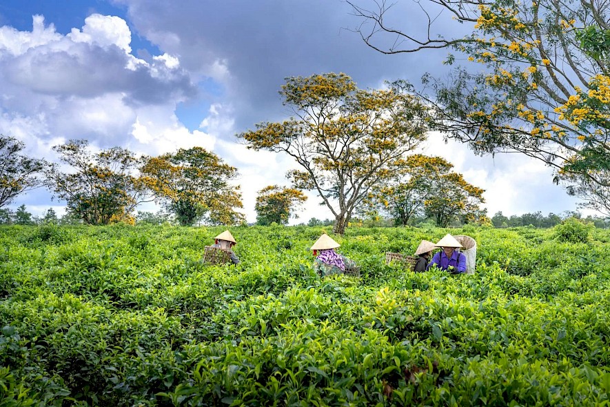 Tea pickers in Bao Loc, Vietnam. Pexels@Quang Nguyen Vinh