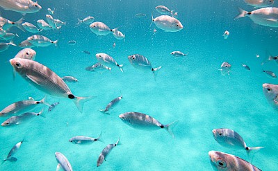 A school of fish in crystal-clear water in Costa Smeralda. Unsplash@FedericoDiDio