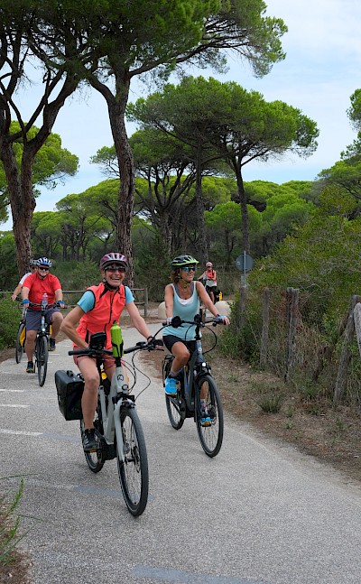 Cycling under pine canopy. toTN
