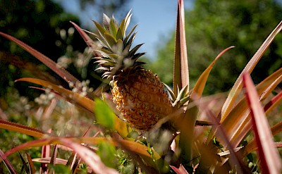 A young pineapple growing in Fiji&rsquo;s warm tropical sunshine. to-FIT