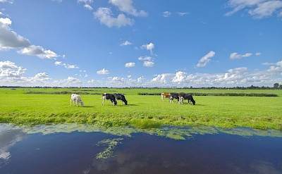 Cattle in Hoorn's polder landscape, Netherlands. Unsplash@Immo Wegmann