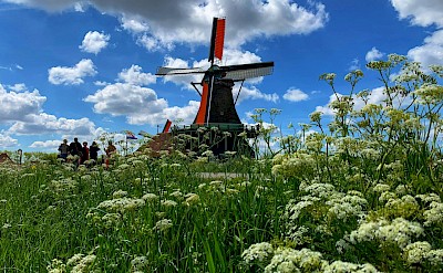 Meadow at Zaanse Schans, Netherlands. Unsplash@Aswathy N