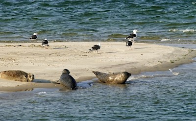 Seals in the Wadden Sea, Netherlands. CC:BBT