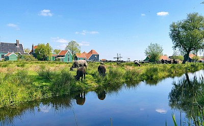 Sheep in Zaanse Schans, Netherlands. Unsplash@Mohammad Salem